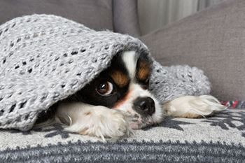 Pet Friendly